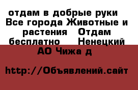 отдам в добрые руки - Все города Животные и растения » Отдам бесплатно   . Ненецкий АО,Чижа д.